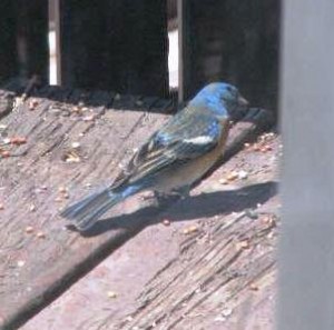 blue-birds blue-birds