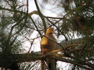 dove-in-the-pine dove-in-the-pine