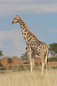 wild-giraffe wild-giraffe